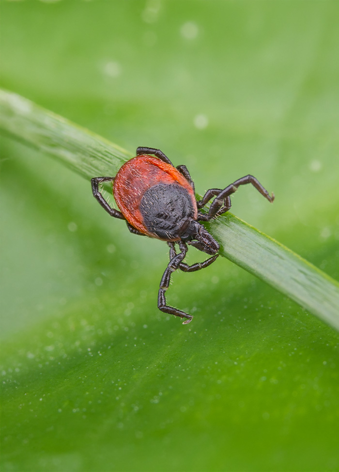 tick warning sign